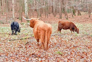 Neue Rinder in unserem Wildpark